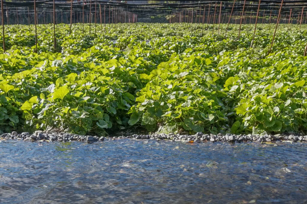 Daio Wasabi Farm - A channel of flowing spring water in the foreground with rows of wasabi plants in gravel beds in the background.