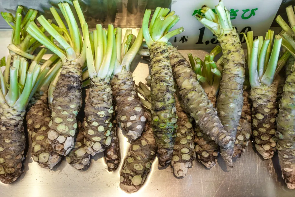 Freshly harvested rhizomes (the thickened stem) of the Wasabia Japonica plant. The leaves and roots have already been removed and the rhizomes are now ready to sell for grating into wasabi paste.