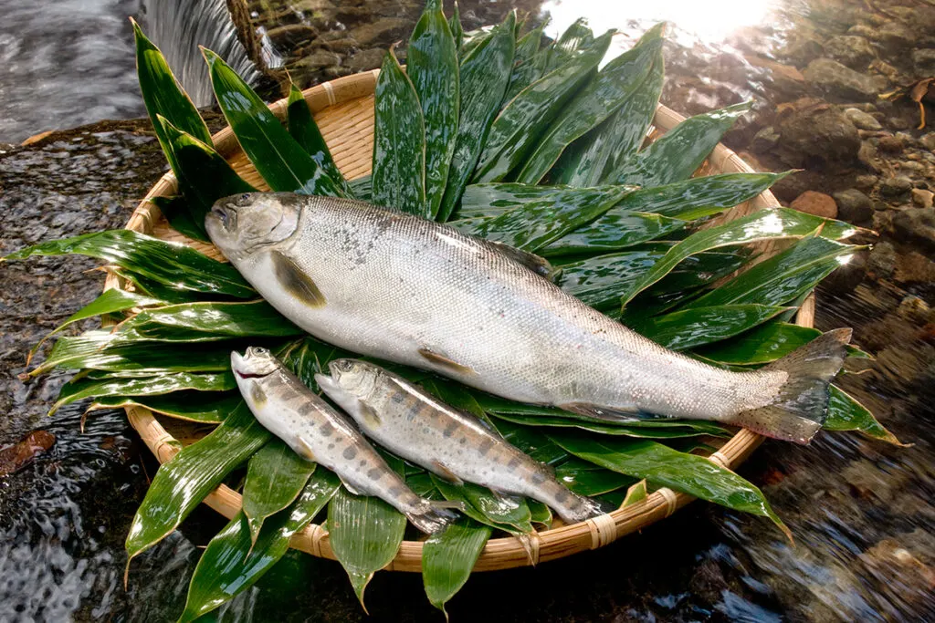 One large amago fish and two smaller ones on a bed of leaves in a shallow basket next to a river. The fish have a silver underbelly, and red-brown and grey spots on top.