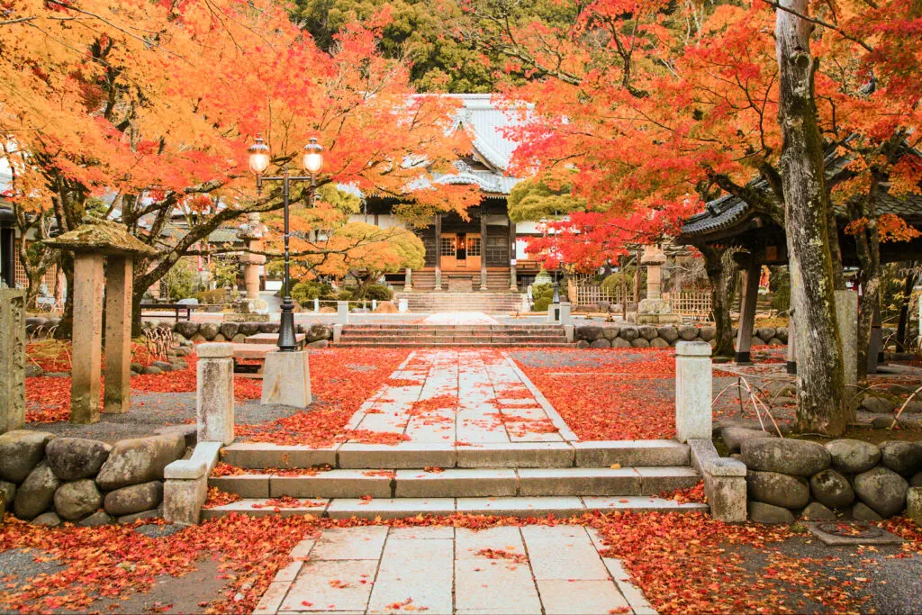 The tree-lined walkway leading up to Shuzenji Temple, with the temple in the background. The photo has been taken in fall with the leaves a vivid red and orange, and many leaves already scattered on the ground, creating a very bright contrast with the temple and stone walkway.