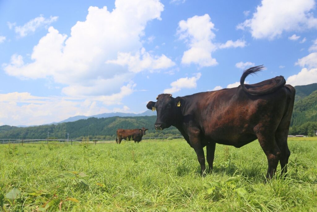 A Japanese Black cow stands in a grassed field under a blue sky with mountains in the background. Another cow can be seen in the distance. The Japanese Black breed accounts for much of the highest quality Japanese beef, including a5 wagyu, because of its superior marbling. 