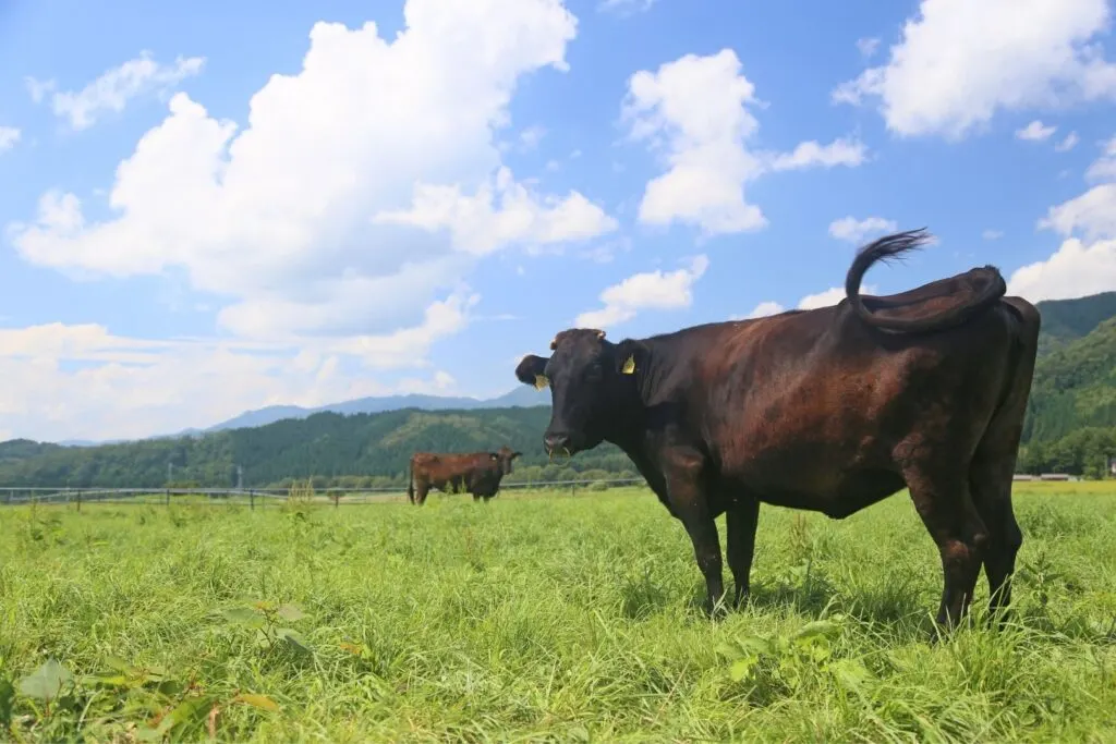 A Japanese Black cow stands in a grassed field under a blue sky with mountains in the background. Another cow can be seen in the distance. The Japanese Black breed accounts for much of the highest quality Japanese beef, including a5 wagyu, because of its superior marbling. 