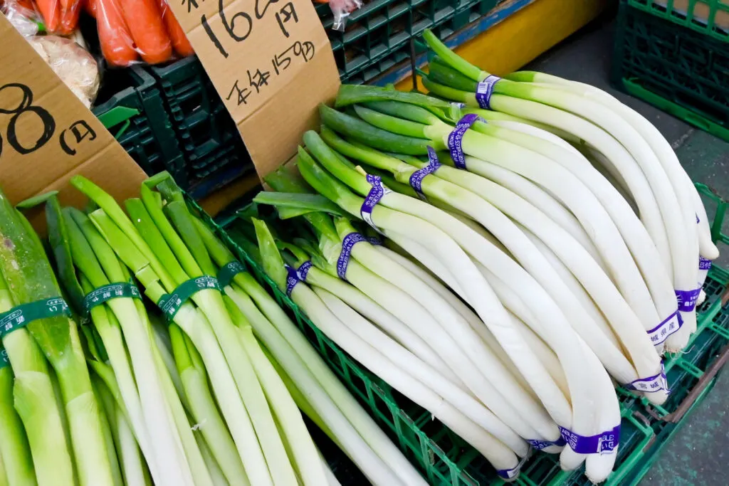 Magari-negi on display at the supermarket. The stems are white with a green top, and have a curved shape.