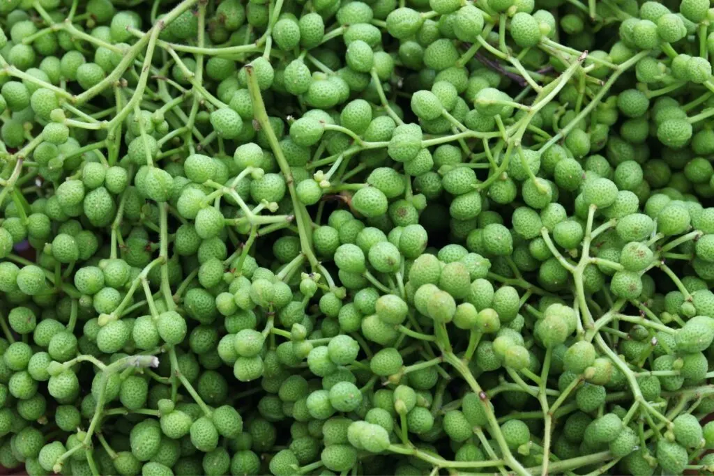 Spicy Japanese condiments: A close-up of a basket of young green sansho peppers (ao-zansho). They are still on the stem and look like light green peas or berries with lots of small indentations on the skin similar to that of an orange peel.
