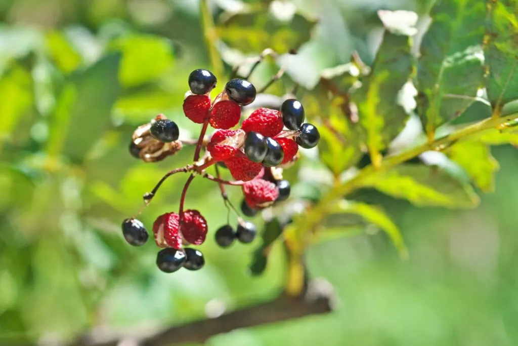 Spicy Japanese condiments: Mature peppercorns on a sansho tree. They are a bright cranberry red and some of them have popped open exposing a black shiny seed inside.