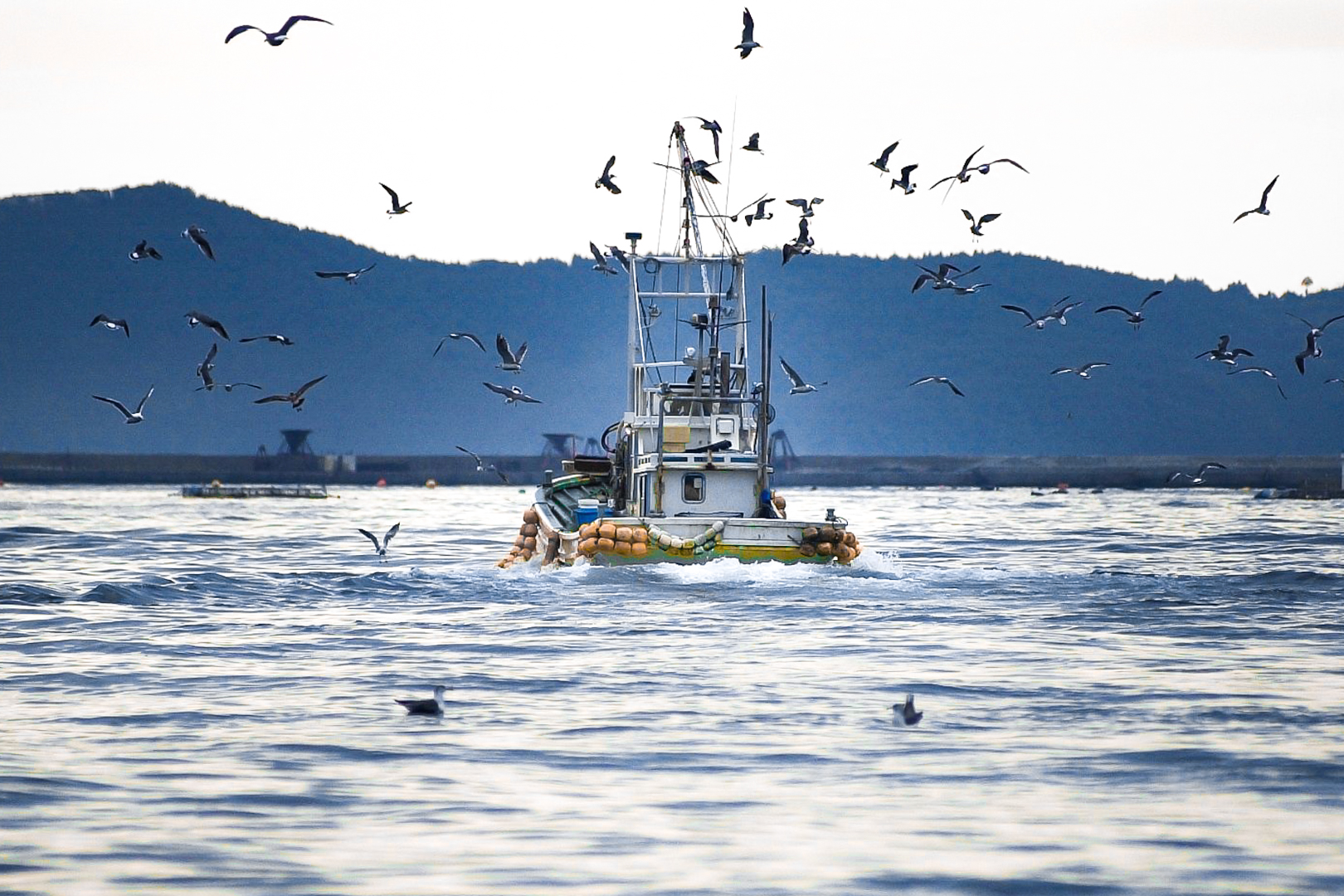 A fishing boat going out for the early morning catch at first light in Onagawa. Strings of buoys can be seen on the moving boat, which is surrounded by birds flying around it. Mountains can be seen in the distance.