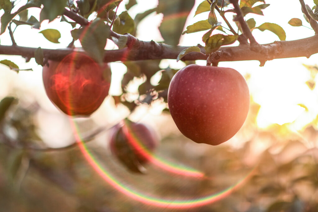 A close-up shot of three red Aomori apples on a tree at Hirosaki Apple Park. Only the closest one is in focus. The sun is setting in the background and two light rings reflecting in the lens give an arty vibe.