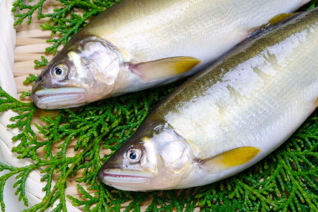 Two raw ayu sweetfish on a bed of green foliage. The heads and bodies can be seen but their tails are out of frame. The ayu fish are mainly silver in color with a darker yellow-green-black color atop their heads and along their spines. Their fins are yellow.