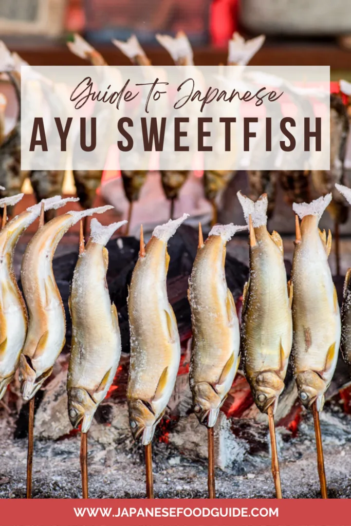 Pin for this post - Ayu Fish, Ayu Sweetfish