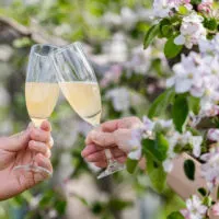 Two hands can be seen clinking champagne flutes partially filled with Aomori apple cider among the blossoms at Hirosaki Apple Park.