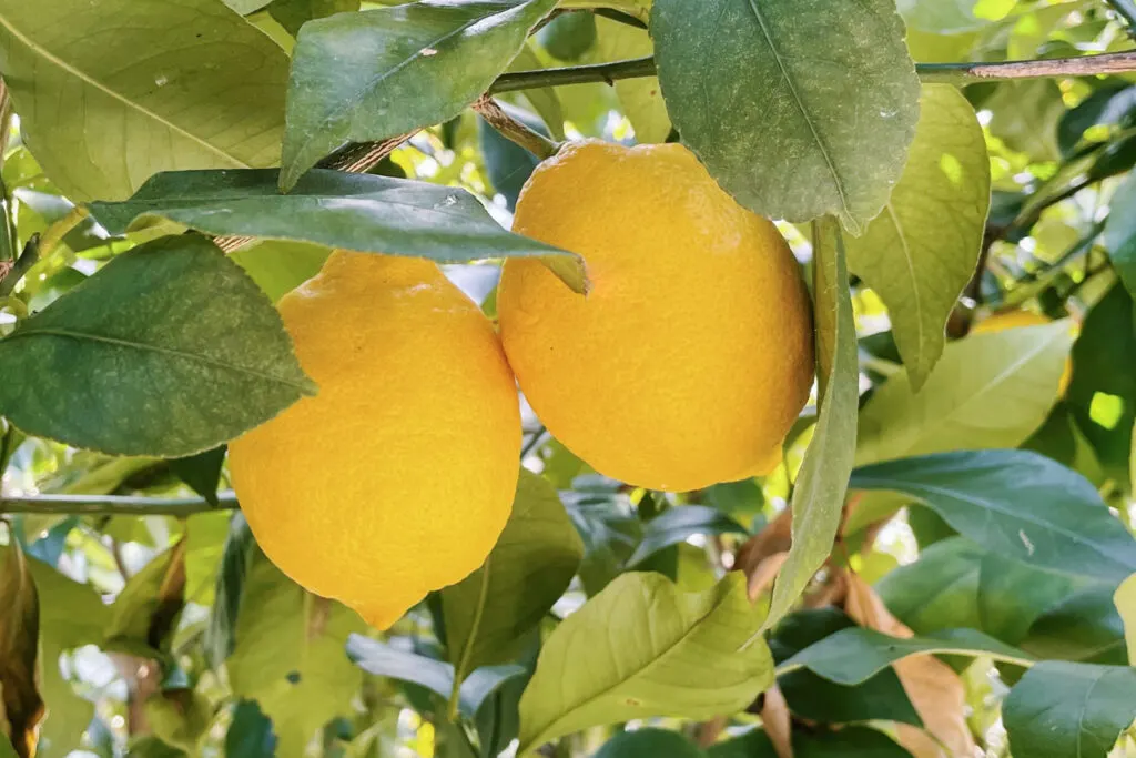 A close-up of two rather large and juicy-looking bright yellow Setouchi lemons on a tree in Hiroshima prefecture.