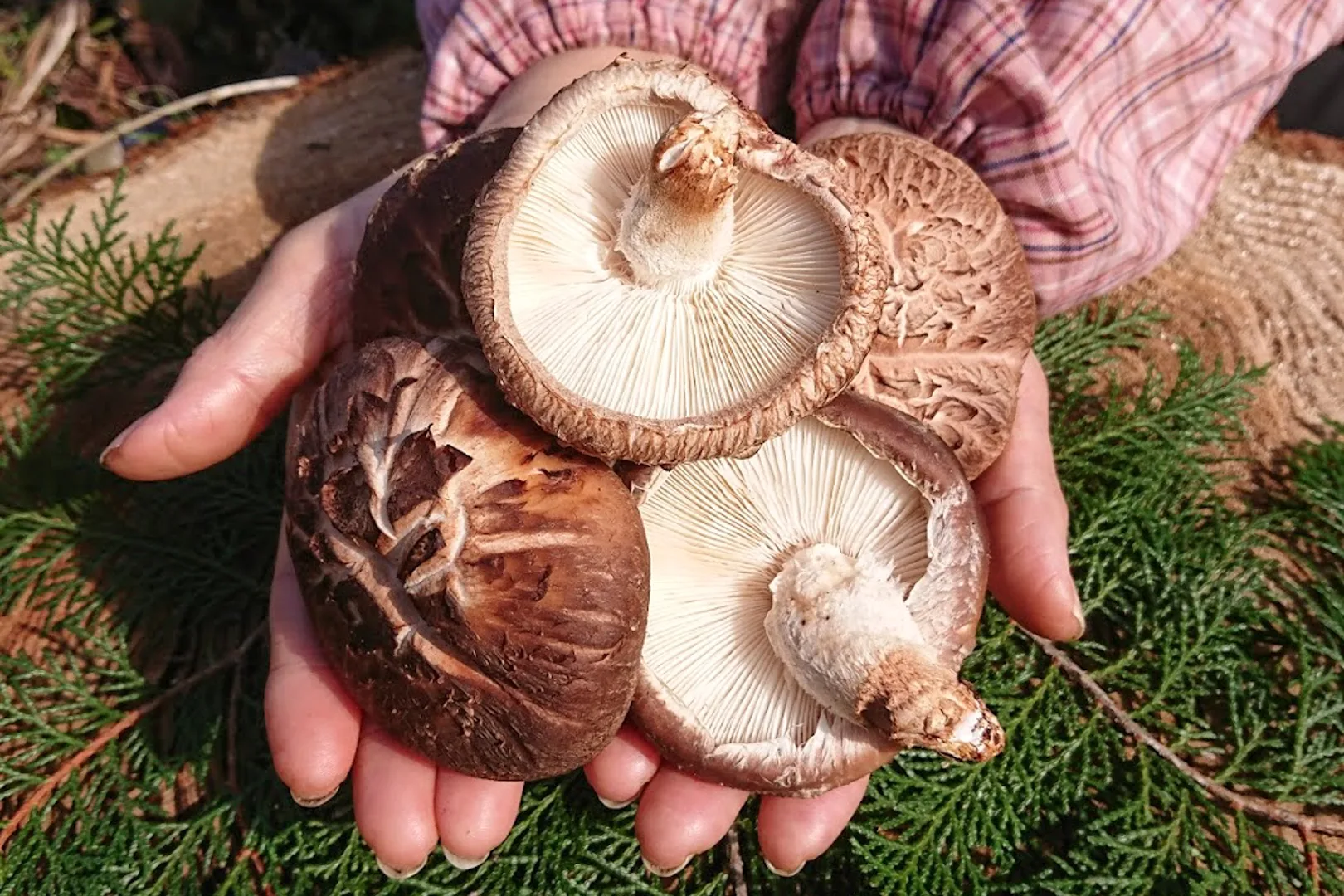 Two hands outstretched and cupped together holding a number of shiitake mushrooms on the Kunisaki Peninsula, Oita Prefecture. Some of the shiitake mushrooms are positioned to show the cap, others have been turned upside down to show the underside. Below is a woven basket with green foliage and the sleeves of the person holding the shiitake are long in a pink plaid material with elastic around the wrists.