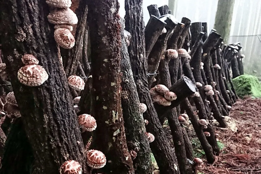 A close-up of two rows of sawtooth oak logs positioned upright in the ground (on a slight angle and angled towards each other). The logs are covered in organic shiitake mushrooms grown on the Kunisaki Peninsula.