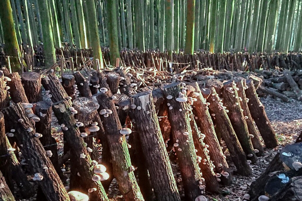 Sawtooth oak logs standing upright in rows covering the forest floor as far as the eye can see amongst the trees on the Kunisaki Peninsula. Shiitake mushrooms can be seen growing on the logs in the foreground.