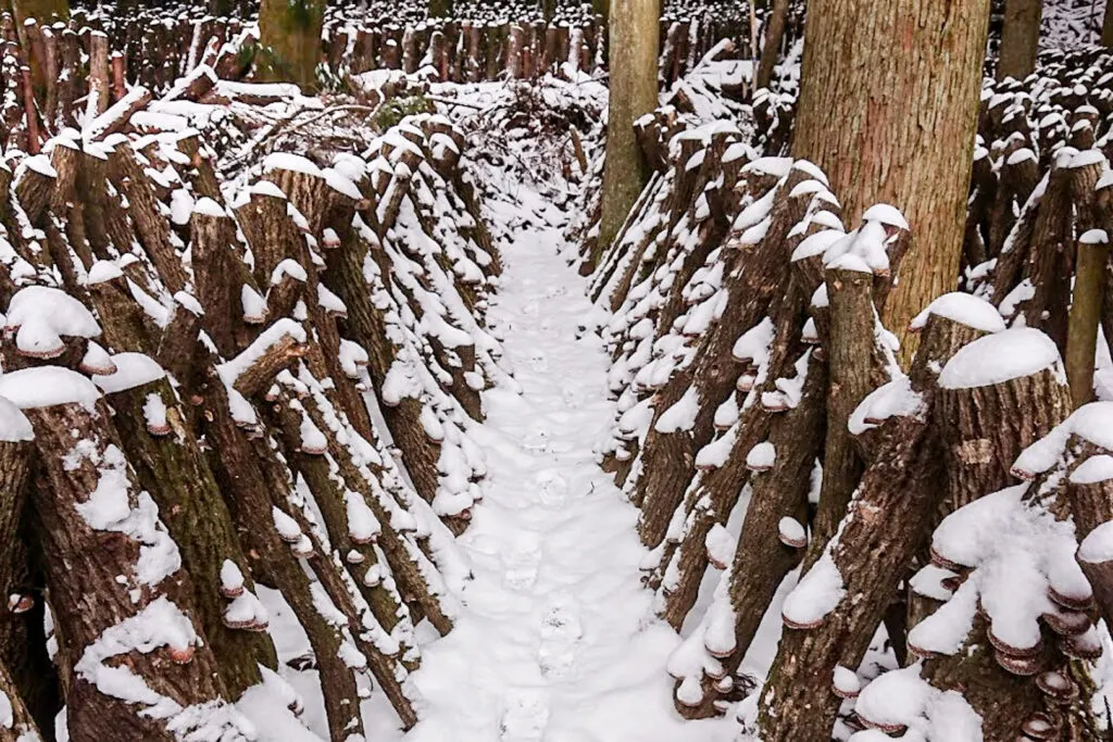 Shiitake mushrooms on sawtooth oak logs covered in snow in the winter along the Kunisaki Peninsula.