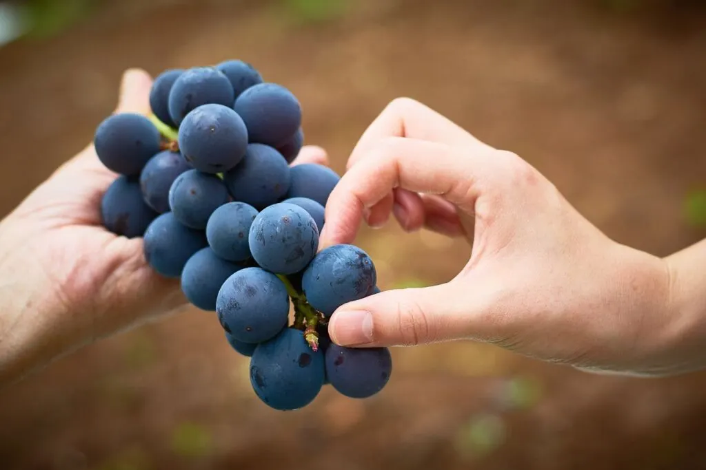 Yamanashi food: One person's hand is holding out a bunch of large purple grapes while another person's hand can be seen about to pick one off the bunch. 