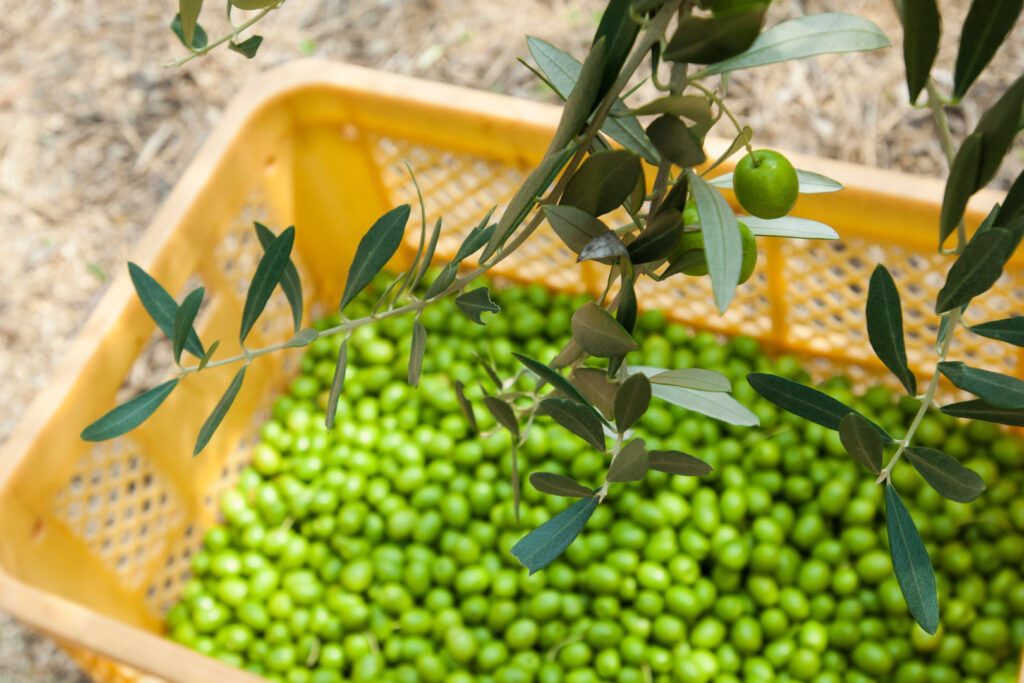 Shodoshima olives: A yellow plastic crate sits on the ground partially filled with green olives. In focus in the foreground is an olive branch with a few unpicked olives on it.