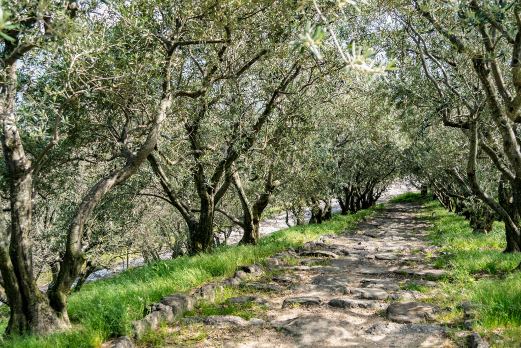 An uneven, rocky path lined on either side by large, mature olive trees. The trees are casting shade onto the path and their top branches merging together almost like a tunnel, giving some respite from the sun for those who wander down it.