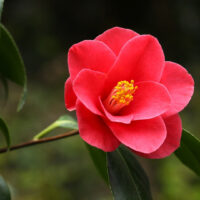 A close-up shot of a red camellia flower on a camellia plant. The petals are red-pink and rose-like and the stamens are yellow. The foliage is a deep green.