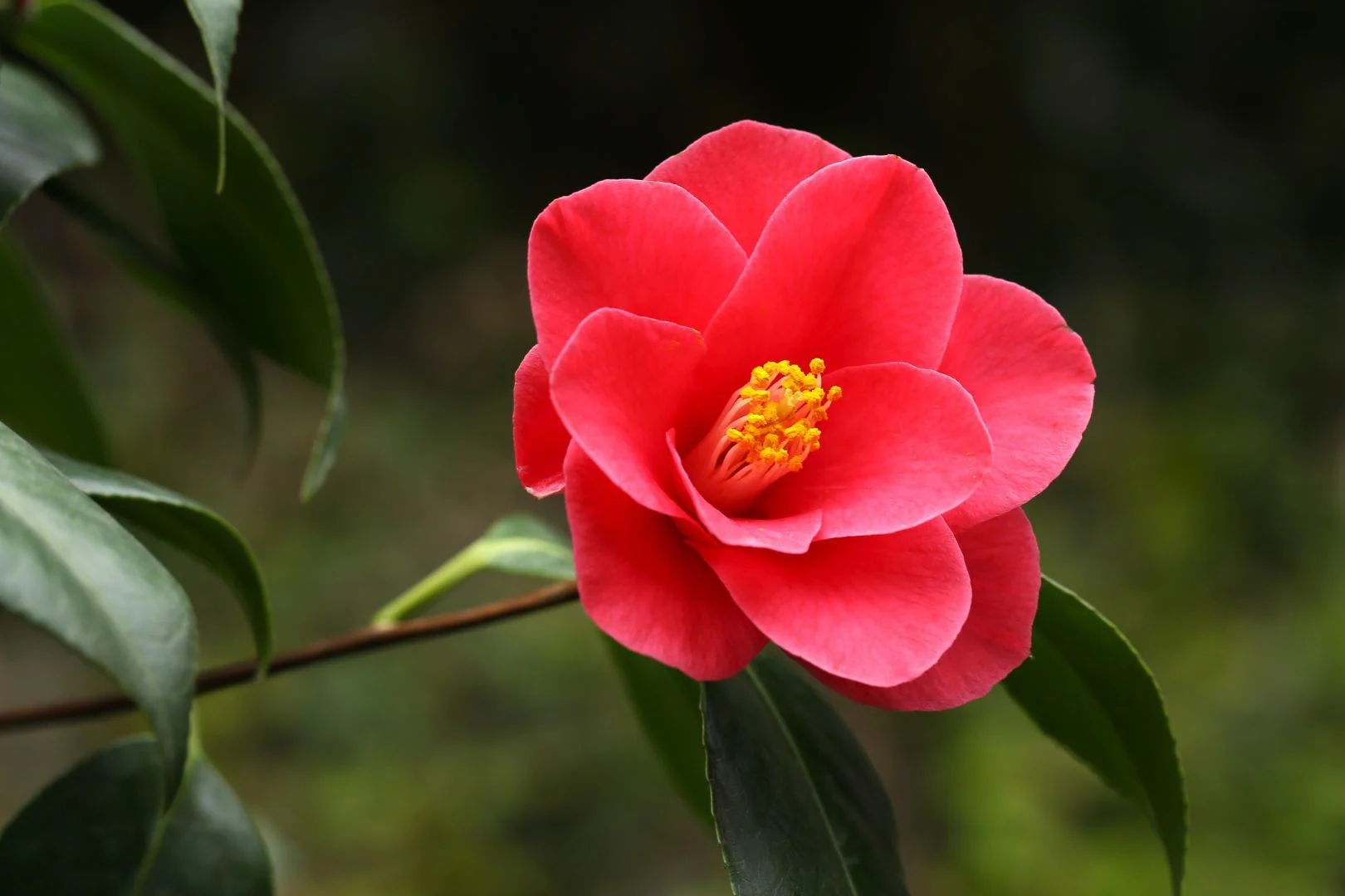 A close-up shot of a red camellia flower on a camellia plant. The petals are red-pink and rose-like and the stamens are yellow. The foliage is a deep green.